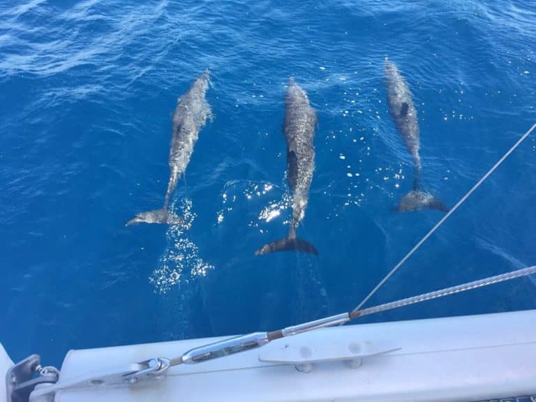 Прокат лодок с дельфинами в Мальте